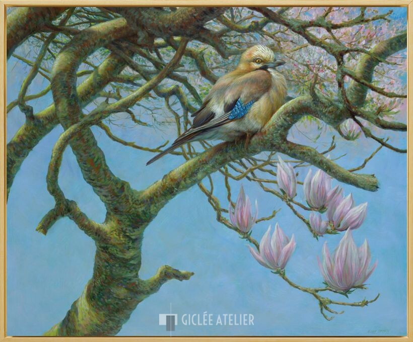Vlaamse gaai - Afbeelding 3