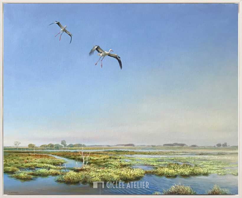 Landende ooievaars in het Hunzedal - Afbeelding 4