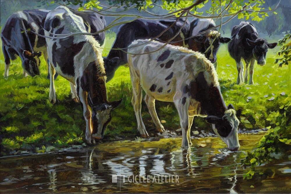 Zwartbont vee drinkend uit een beek - Jan van 't Hoff - gicleekunst