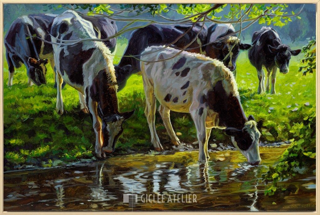 Zwartbont vee drinkend uit een beek - Afbeelding 3