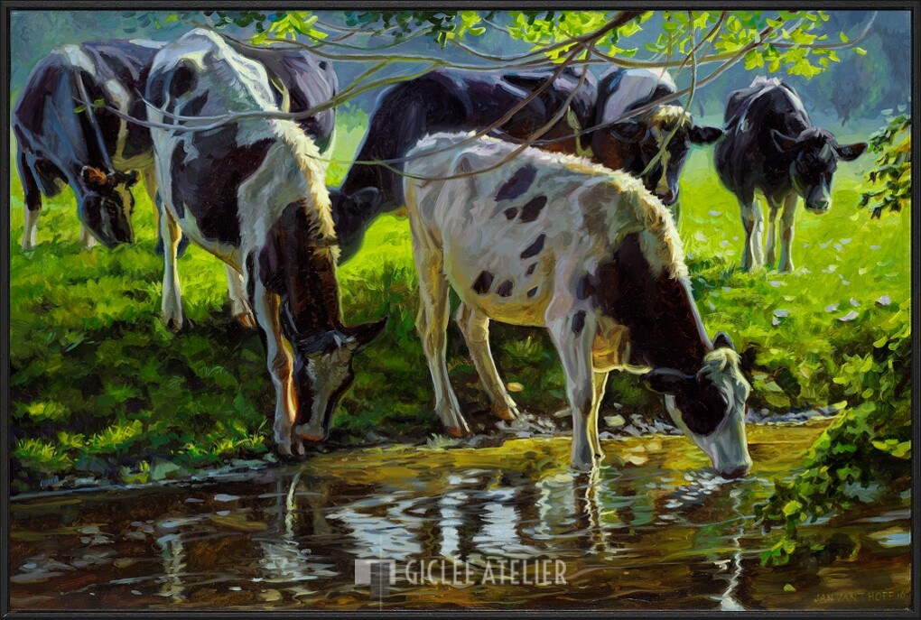 Zwartbont vee drinkend uit een beek - Afbeelding 5