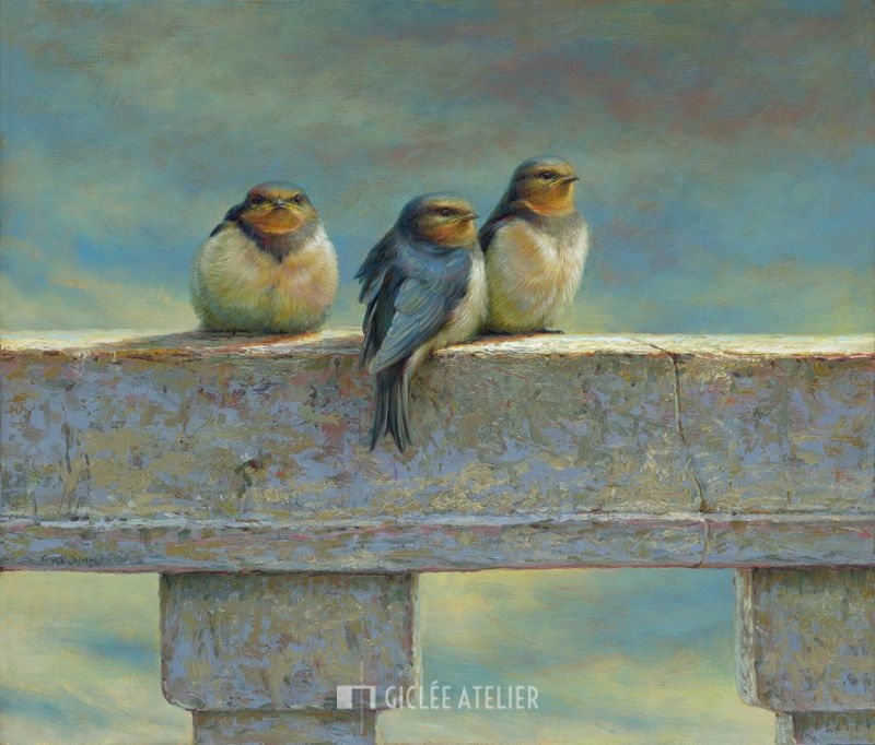 Jonge boerenzwaluwen - Erik van Ommen - gicleekunst