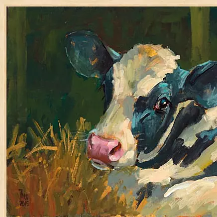 Kalf zwartbont - Afbeelding 3