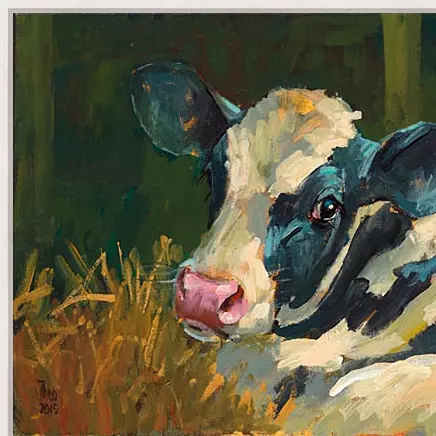 Kalf zwartbont - Afbeelding 4