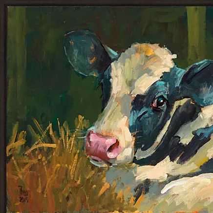 Kalf zwartbont - Afbeelding 5