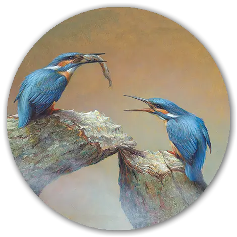 Voerende IJsvogels - Erik van Ommen - Art Circle op dibond